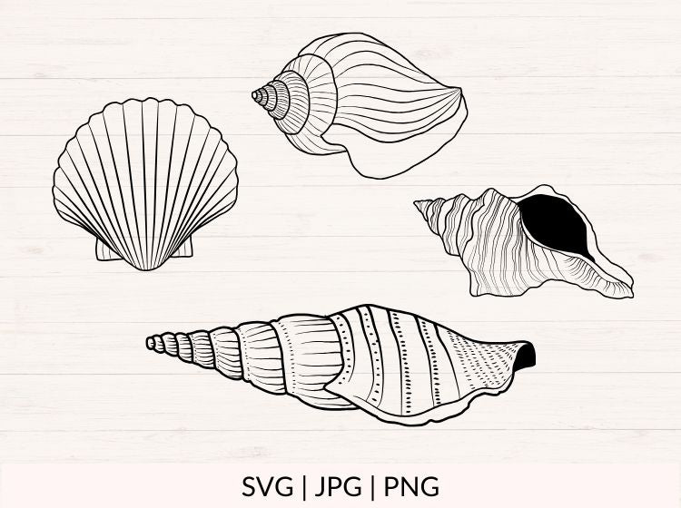 Seashell svg Bundle