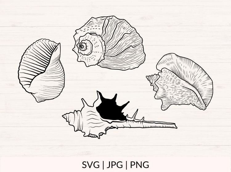 Seashell svg Bundle